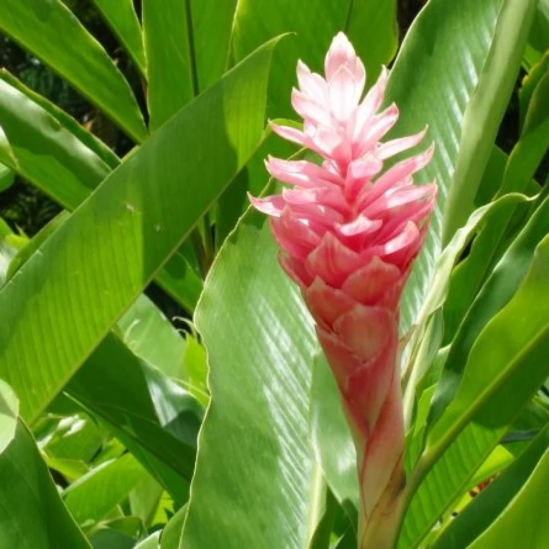 Zingiber_officinale-800x445 (1)